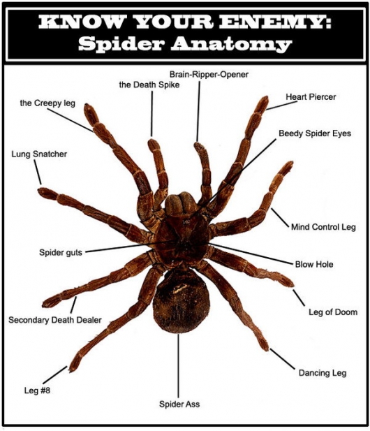 Know your enemy: Spider anatomy