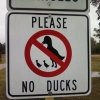 Please, no ducks Please, no ducks