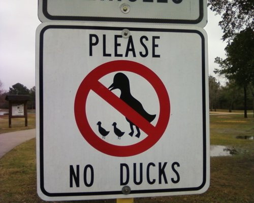 Please, no ducks