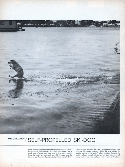Self-propelled ski-dog