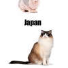 America vs. Japan #2 America vs. Japan #2