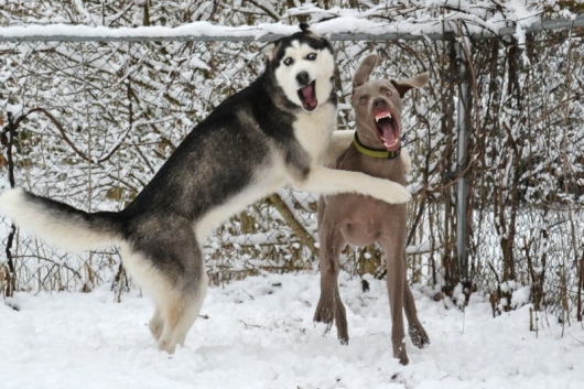 Dogs making faces