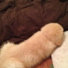 Penis dog Penis dog