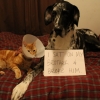 Dog shaming Dog shaming