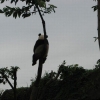Panda chillin' in a tree Panda chillin' in a tree