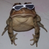 Cool frog is cool Cool frog is cool