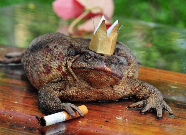 Frog king Really funny pictures collection on