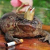 Frog king Frog king