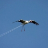 Jet stork