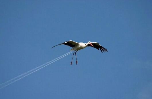 Jet stork