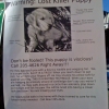 Lost killer puppy