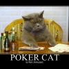Poker cat is not amused Poker cat is not amused
