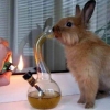 Rabbit smoking bong Rabbit smoking bong