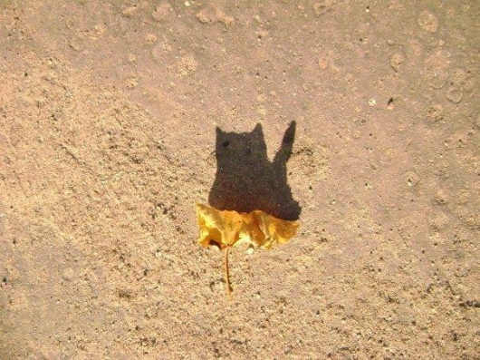 Cat leaf