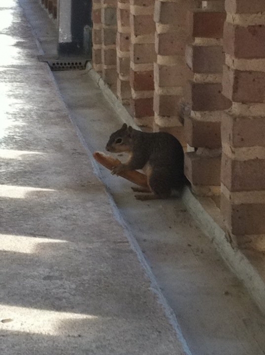 Well endowed squirrel