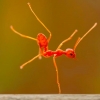 Ant handstand Ant handstand