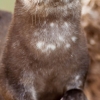 Disapproving otter Disapproving otter
