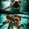 Dogs chasing balls underwater