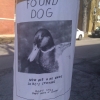 Found dog