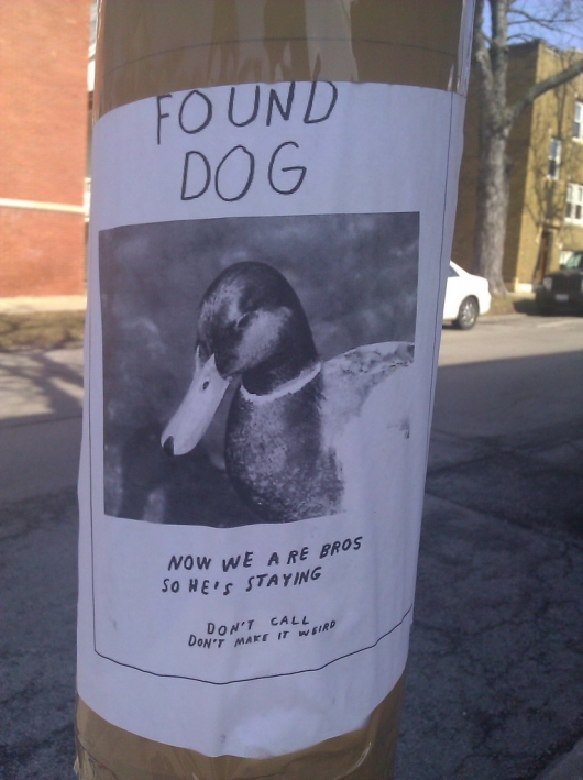 Found dog