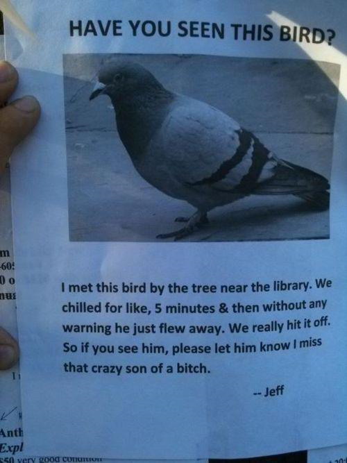 Have you seen this bird