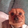 Half dog, half bread