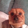 Half dog, half bread Half dog, half bread