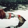 Getting a fish drunk Getting a fish drunk