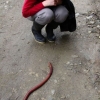 Huge worm Huge worm