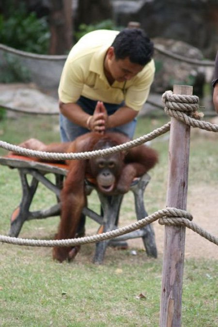 Orangutan getting a massage
