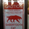 Sabertooth cat