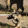 Cat vs. squirrel Cat vs. squirrel