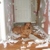 Dog vs. wallpaper Dog vs. wallpaper
