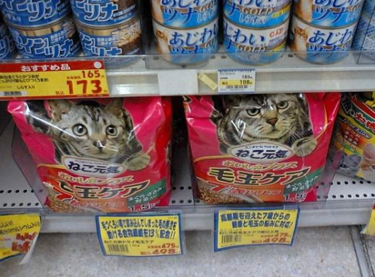 Happy cat and angry cat