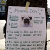 Missing dog Missing dog