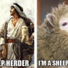 Sheep Hurr Durr Sheep Hurr Durr