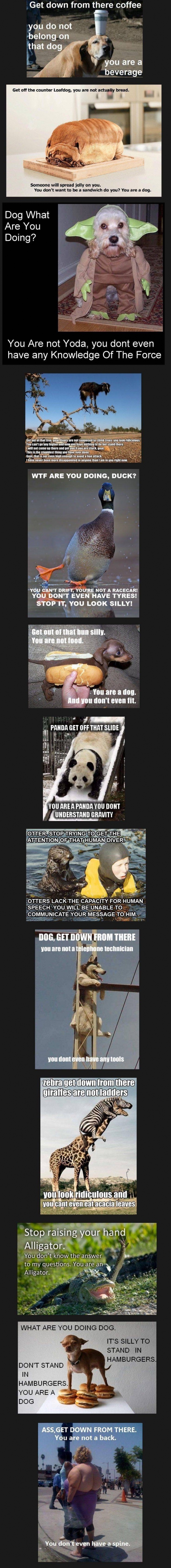 Buzzkilling meme