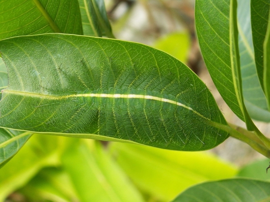 Camouflaged caterpillar