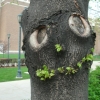 Happy tree