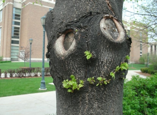 Happy tree