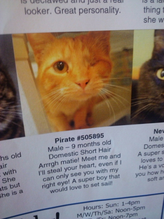 Pirate the cat