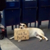 Straight forward beggar dog