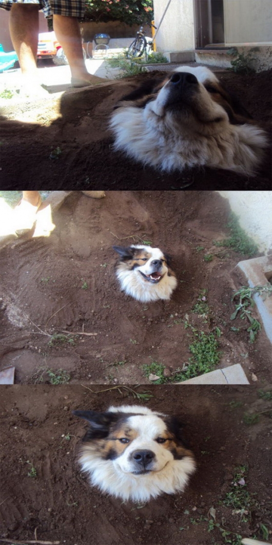 Dog got burried