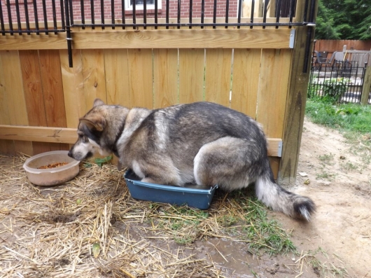 Dog needs a bigger pool