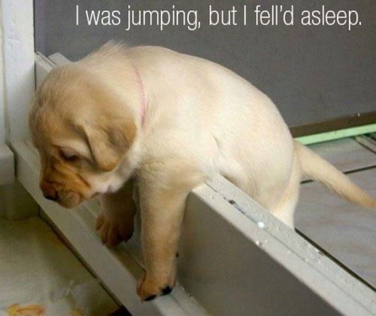 I was jumping but I fell'd asleep