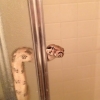 Snake in the shower Snake in the shower