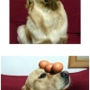 Dog balances eggs Dog balances eggs