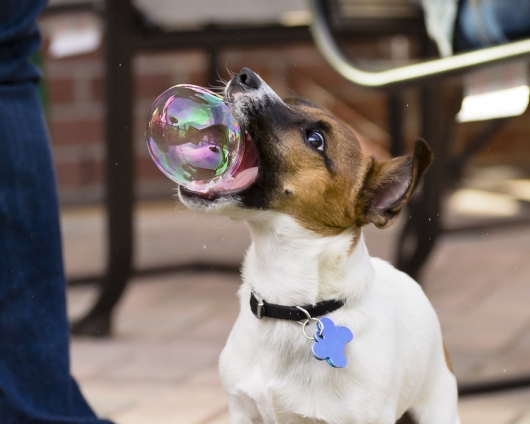 Dog vs. soap balloon