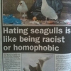 Hating seagulls Hating seagulls