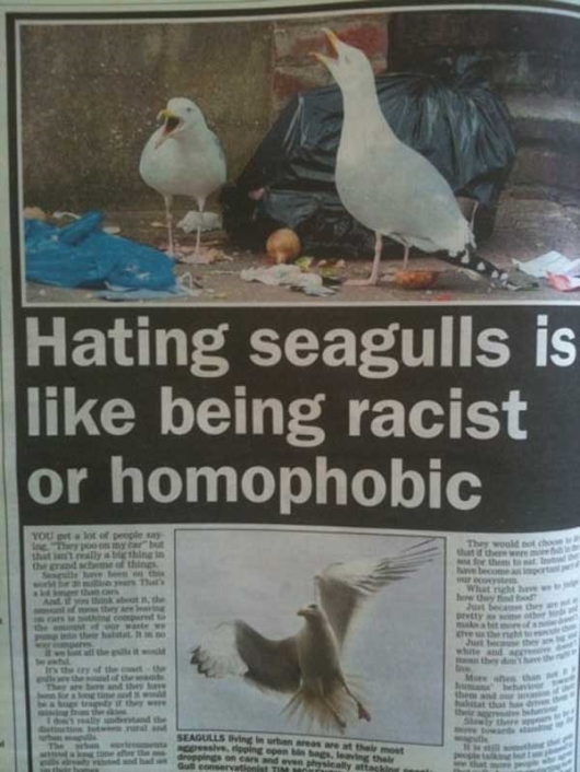 Hating seagulls